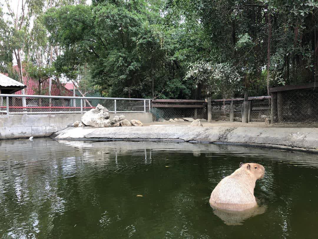 頑皮世界野生動物園 | 去趣 chicTrip
