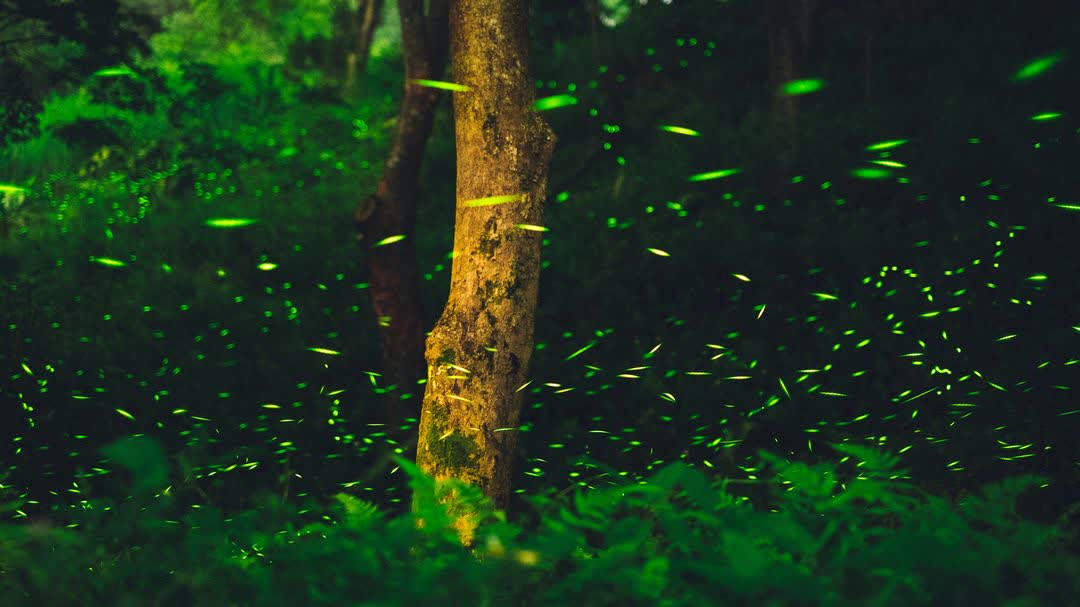 東勢林場遊樂區 | 去趣 chicTrip