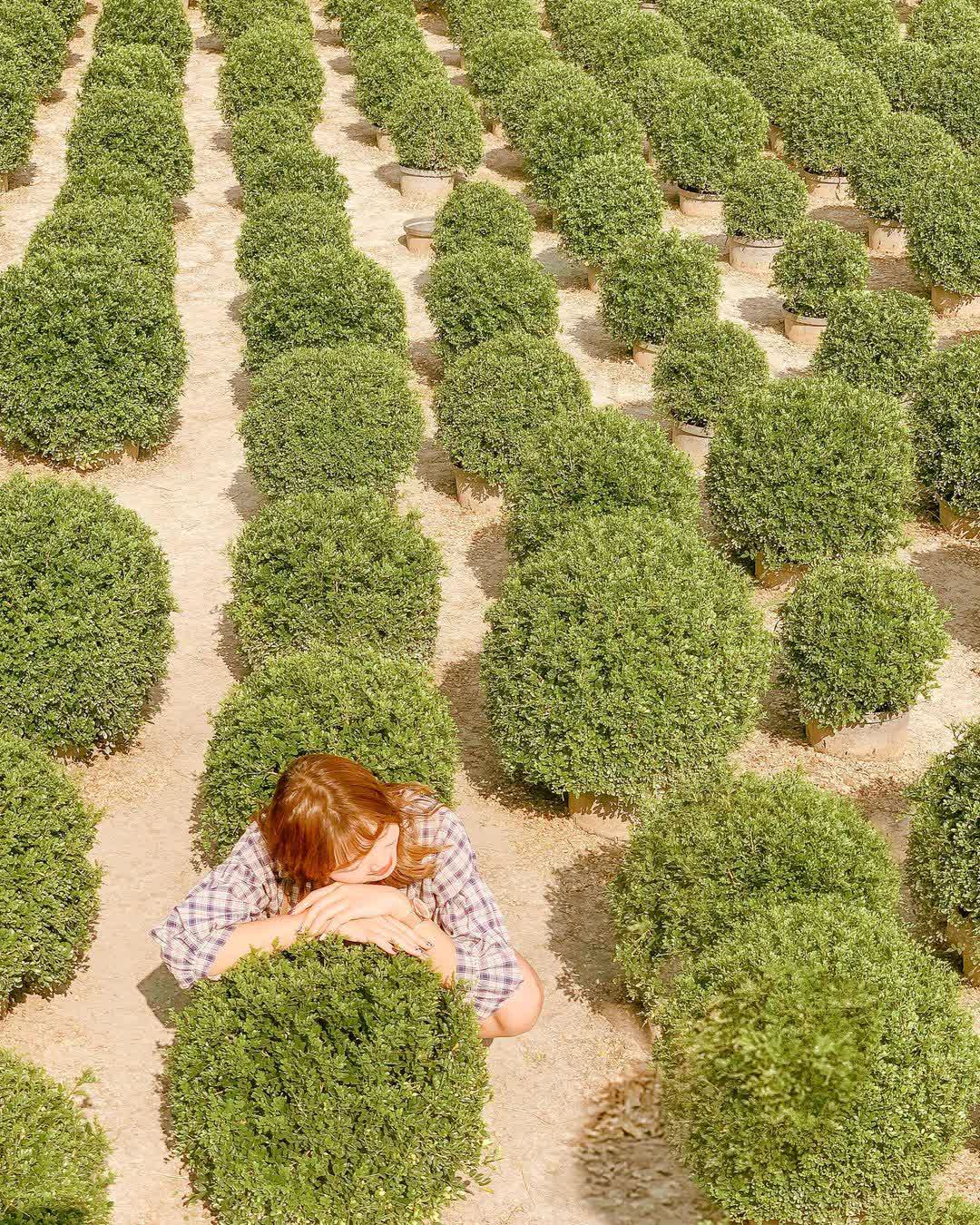 彰化田尾波波草 | 去趣 chicTrip