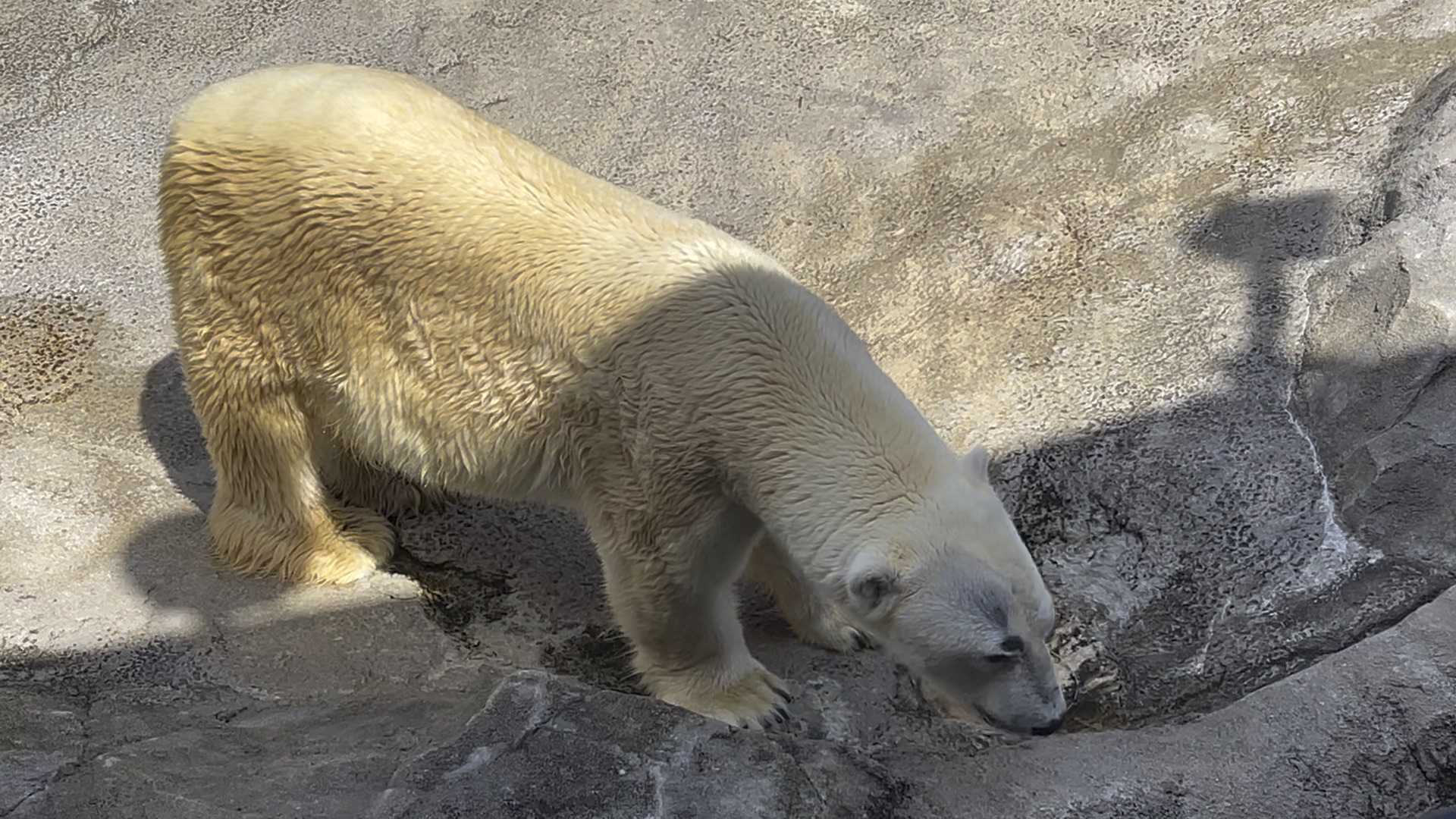 旭山動物園 | 去趣 chicTrip