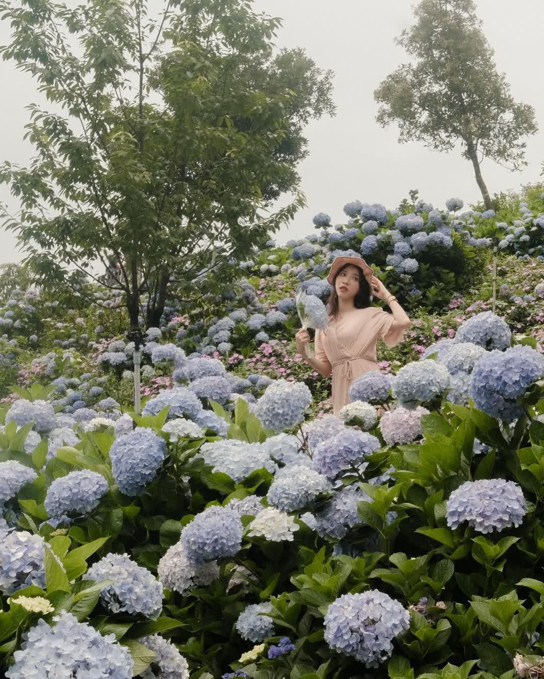 高家繡球花田-萬里第三園區2025年預計4月底開始至7月底 | 去趣 chicTrip