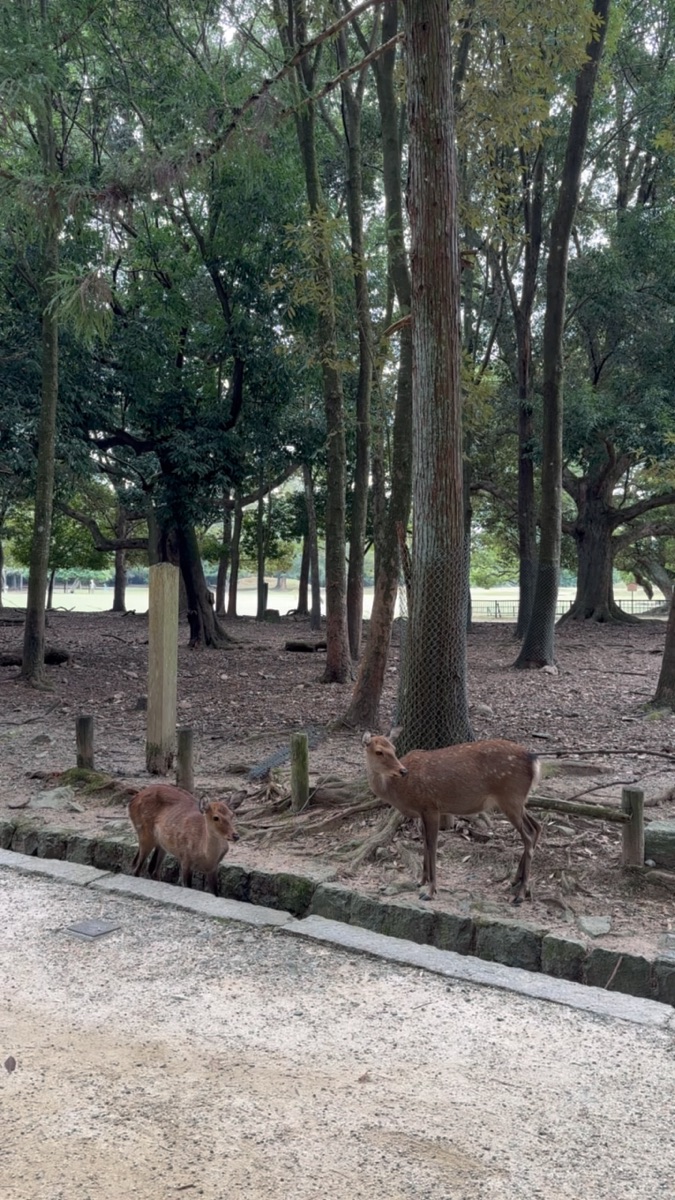 奈良公園 | 去趣 chicTrip