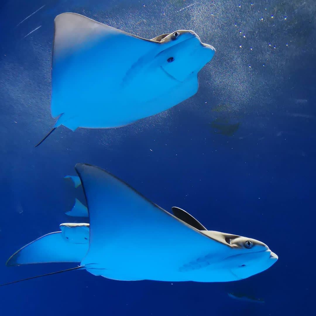 Xpark 水族館 | 去趣 chicTrip