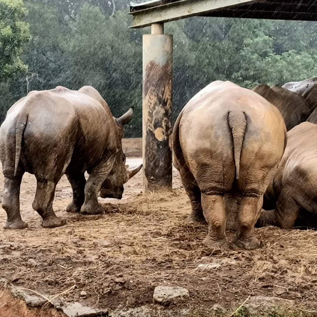 六福村主題遊樂園 | 去趣 chicTrip