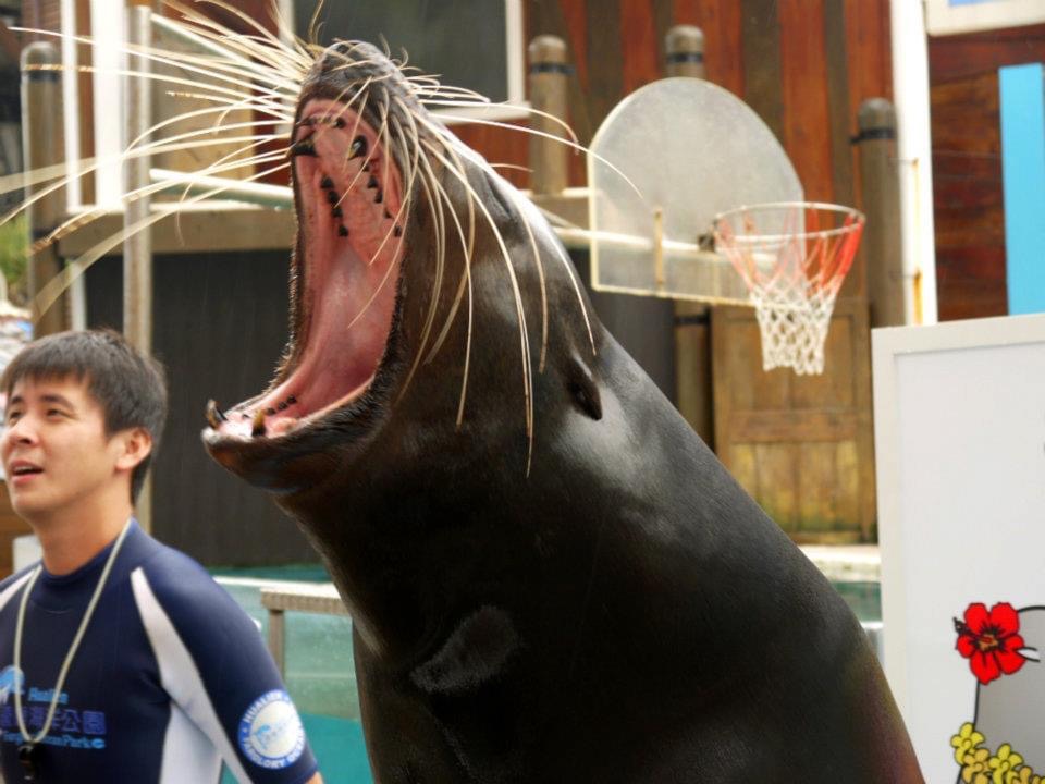 遠雄海洋公園 | 去趣 chicTrip