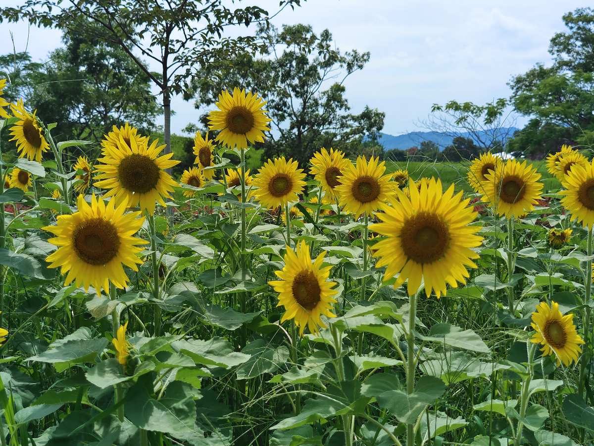 國營讚岐滿濃公園 | 去趣 chicTrip