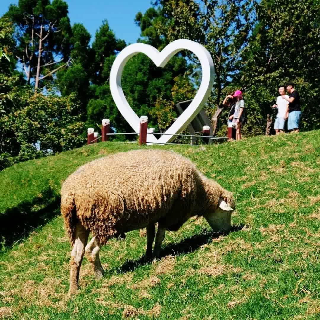 清境農場青青草原 | 去趣 chicTrip