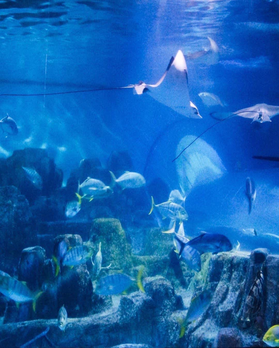 遠雄海洋公園 | 去趣 chicTrip