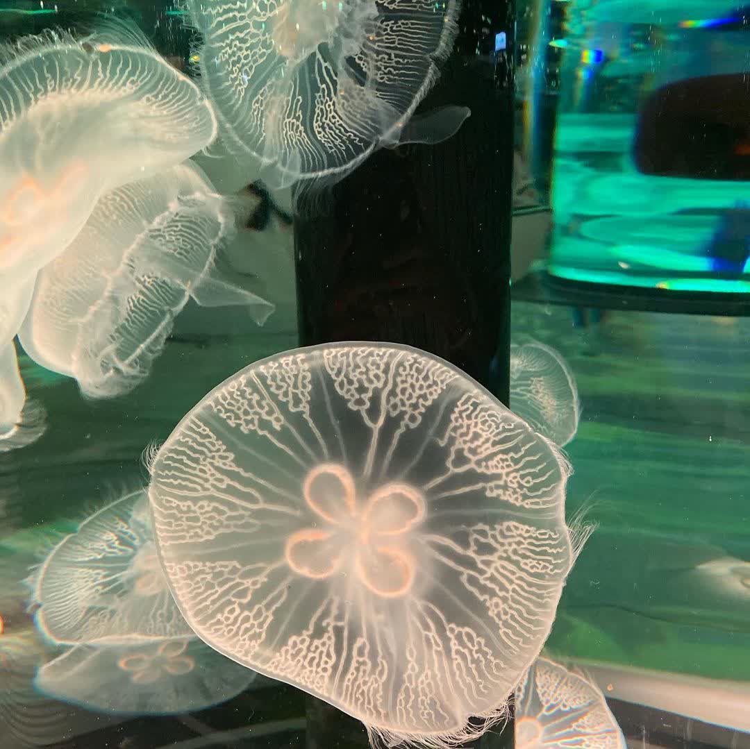 Xpark 水族館 | 去趣 chicTrip