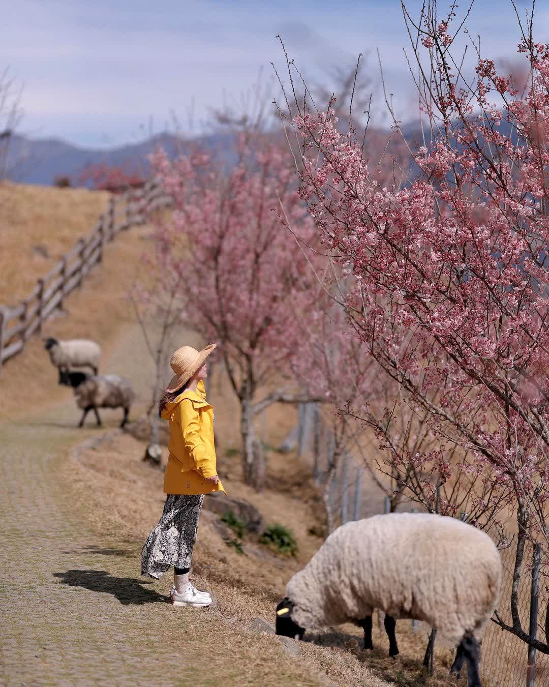 清境農場綿羊秀 | 去趣 chicTrip