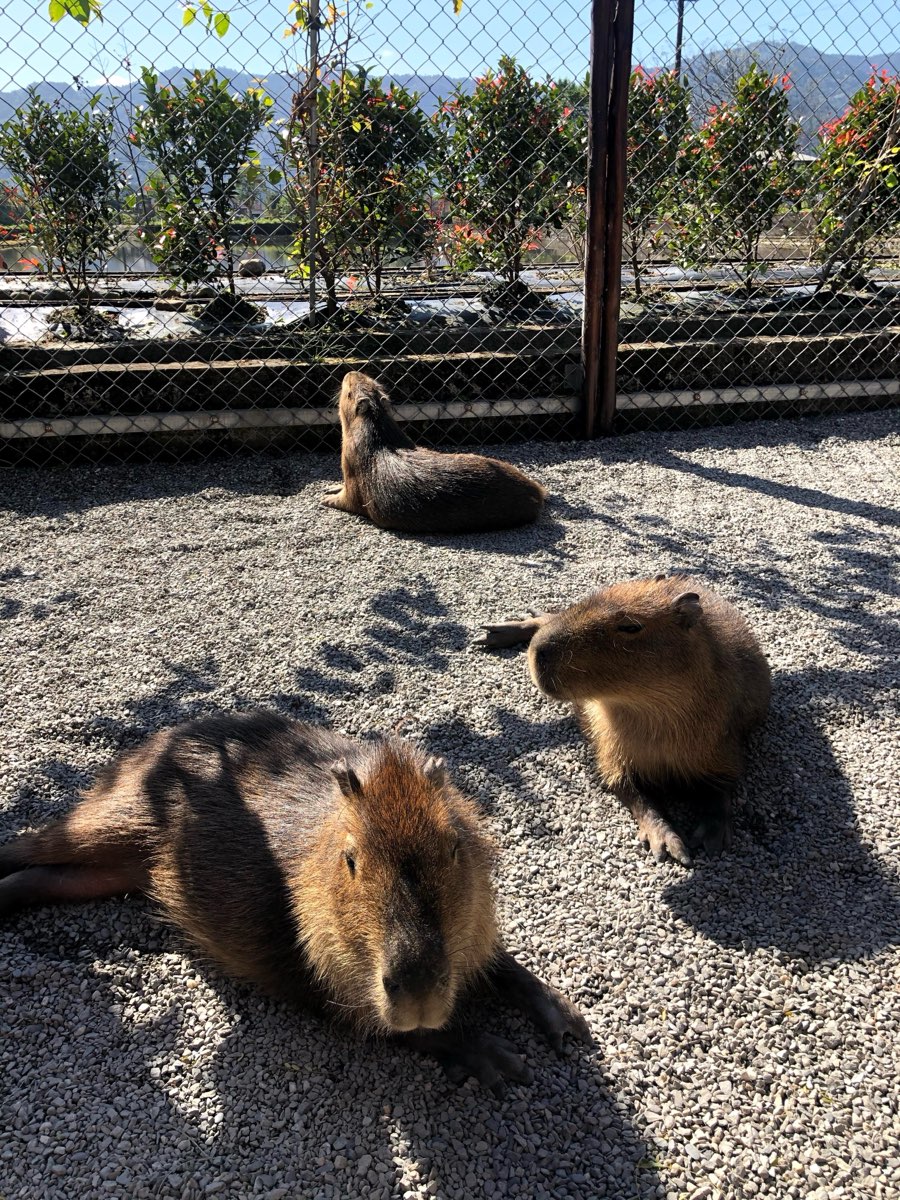 張美阿嬤農場（月森甯手作工坊） | 去趣 chicTrip