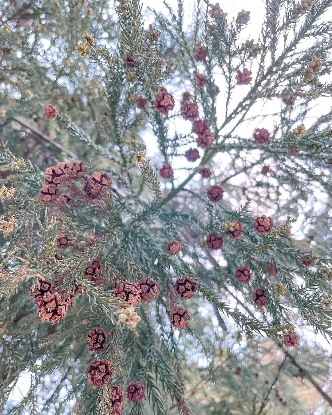 司馬庫斯 | 去趣 chicTrip