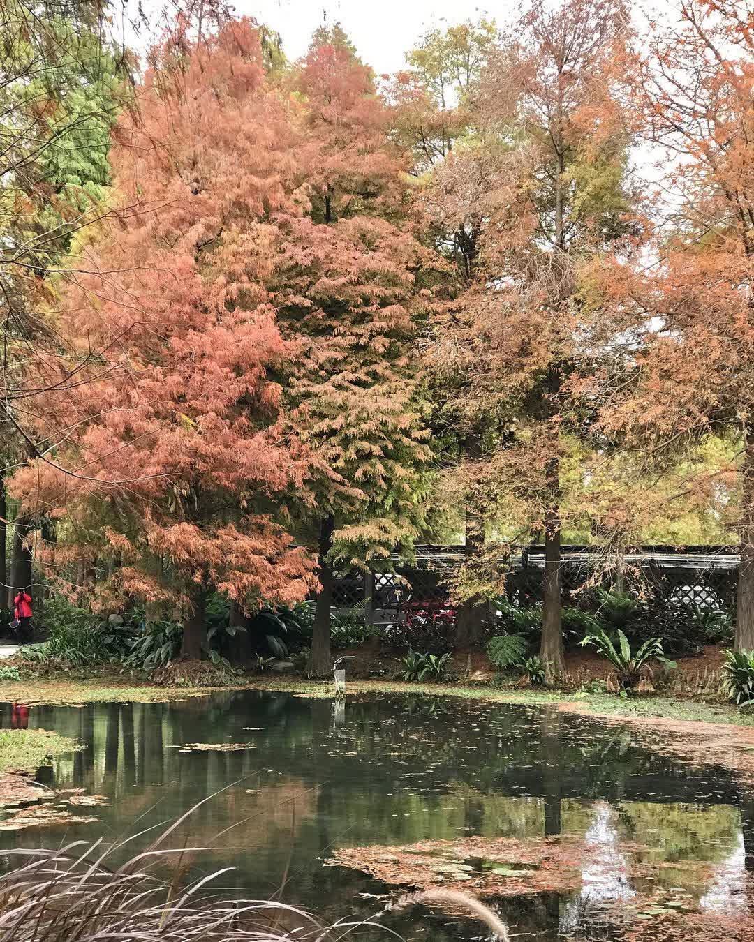 菁芳園 落羽松景觀餐廳 | 去趣 chicTrip