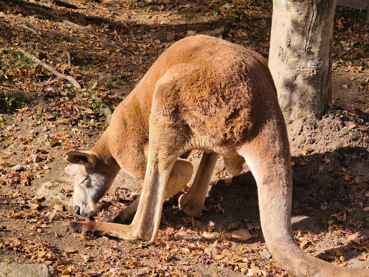 九州自然動物園 | 去趣 chicTrip