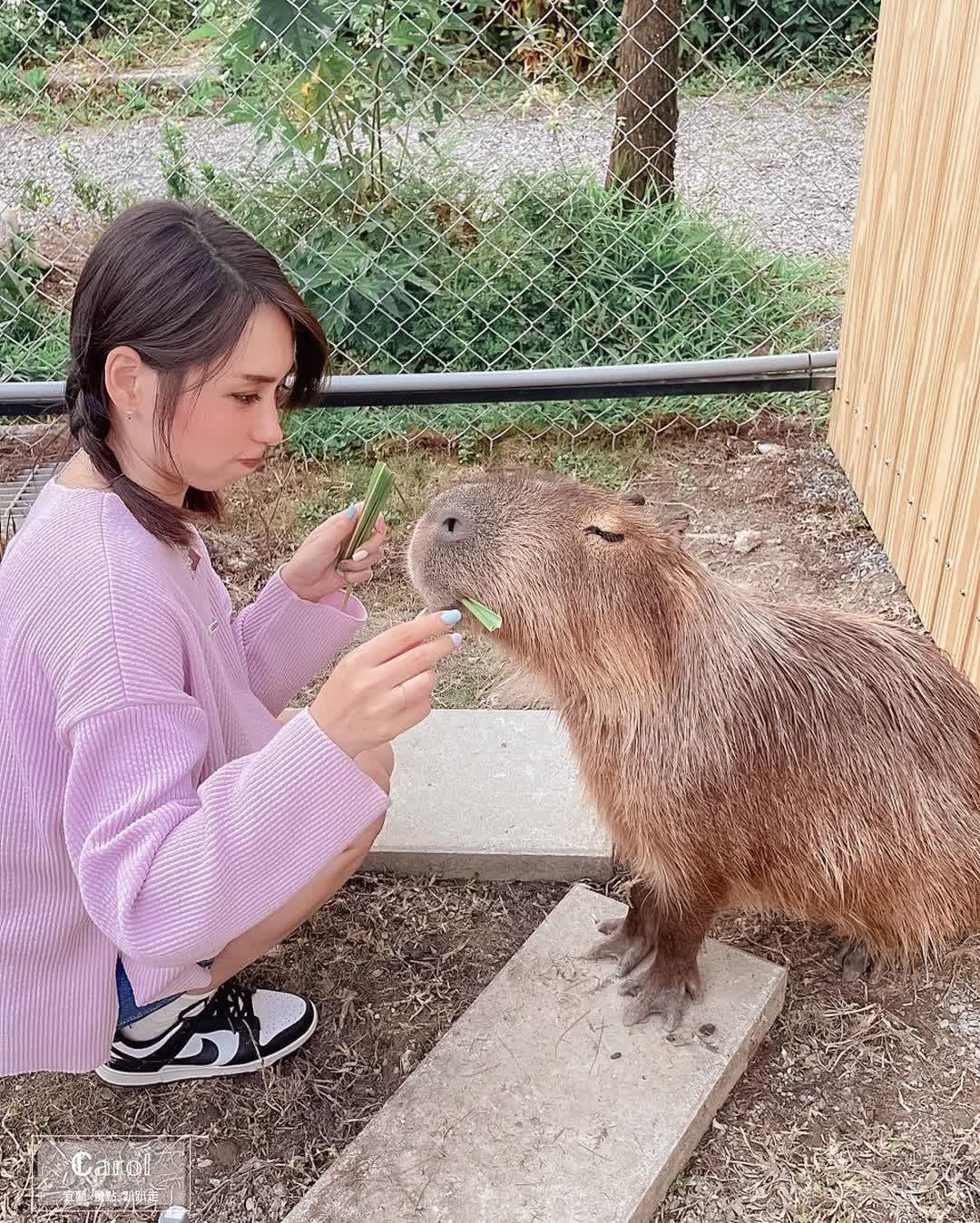 星夢森林劇場 | 去趣 chicTrip