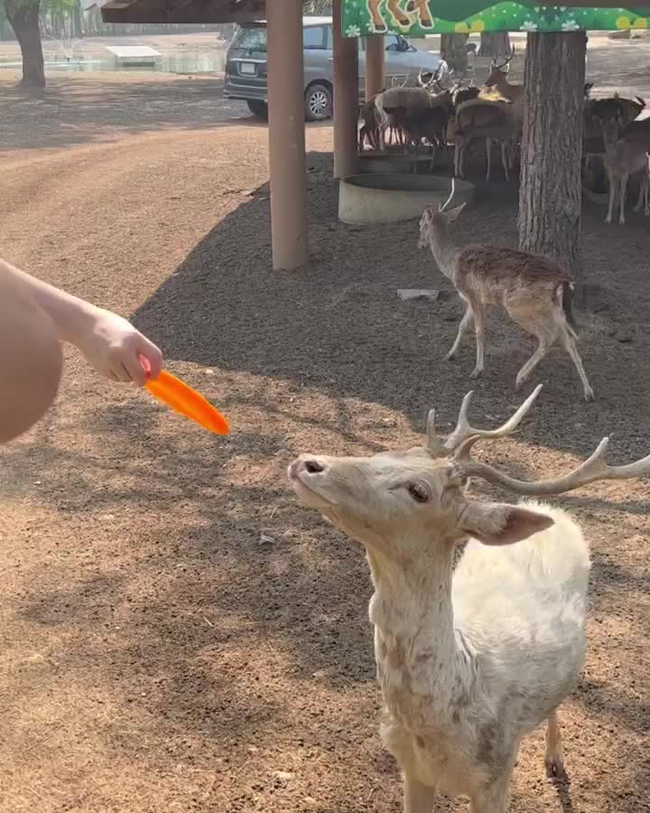 Safari Park Kanchanaburi | 去趣 chicTrip
