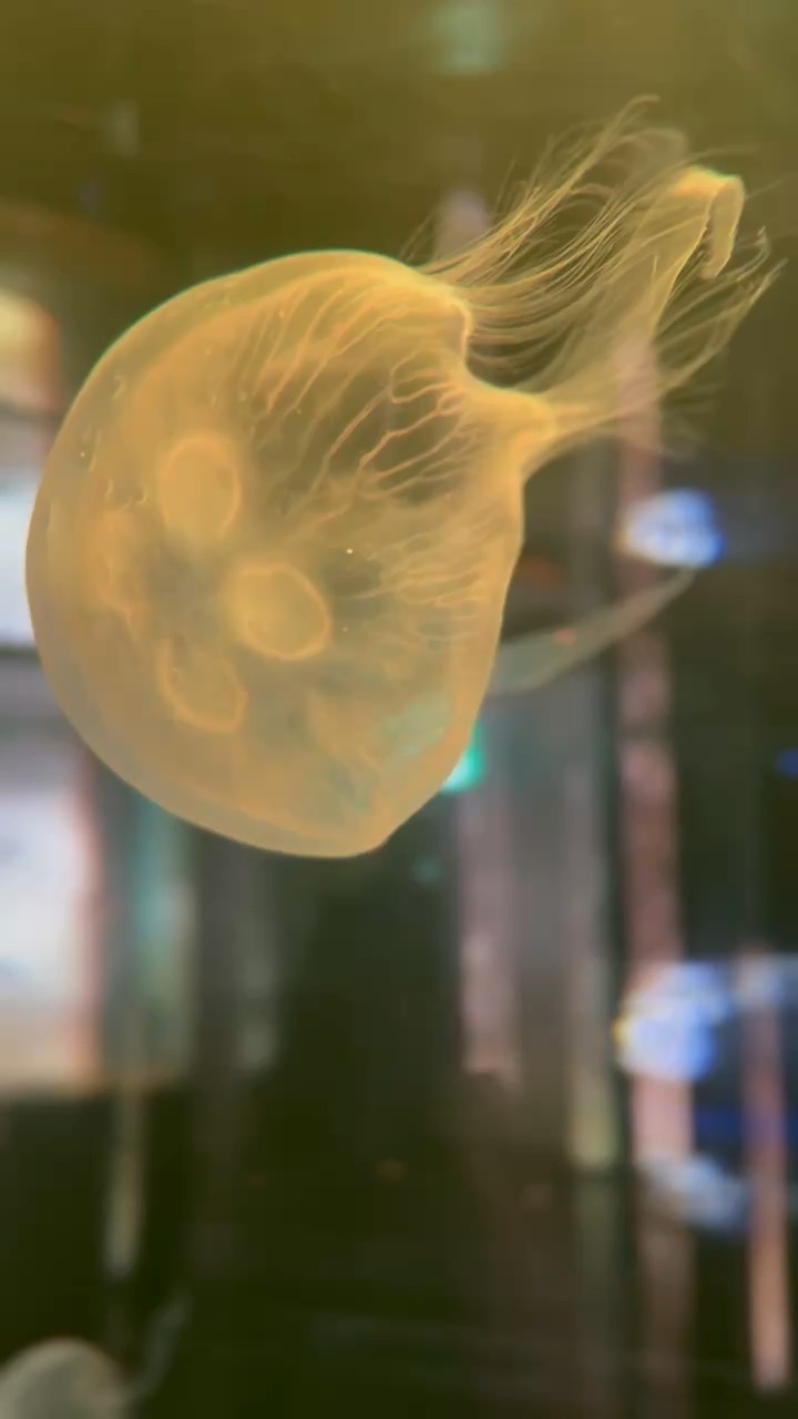 DMM Kariyushi水族館 | 去趣 chicTrip