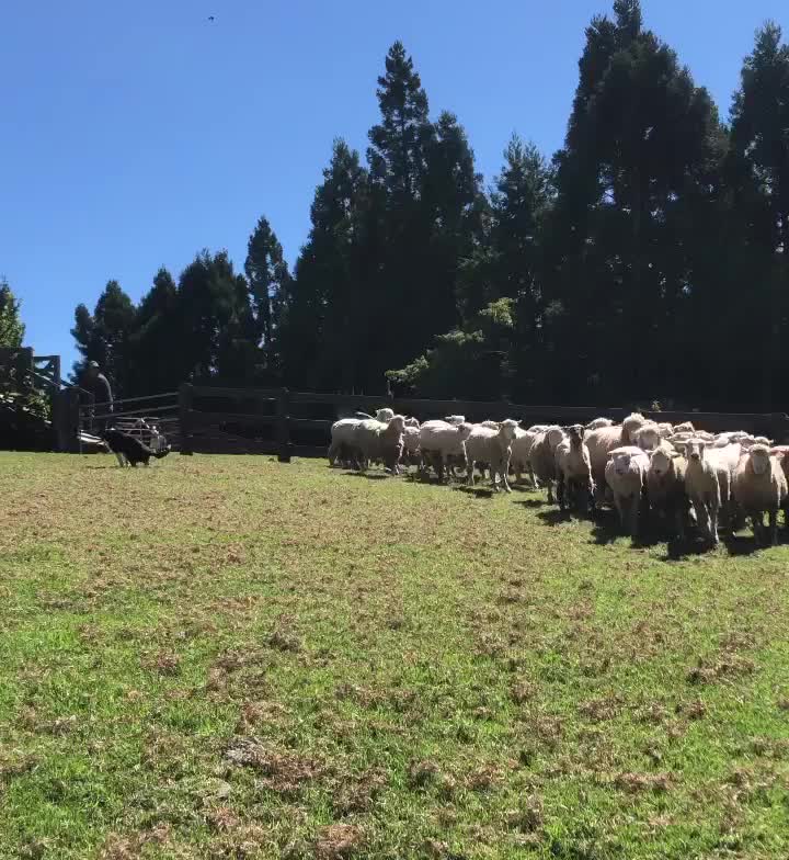 清境農場青青草原 | 去趣 chicTrip