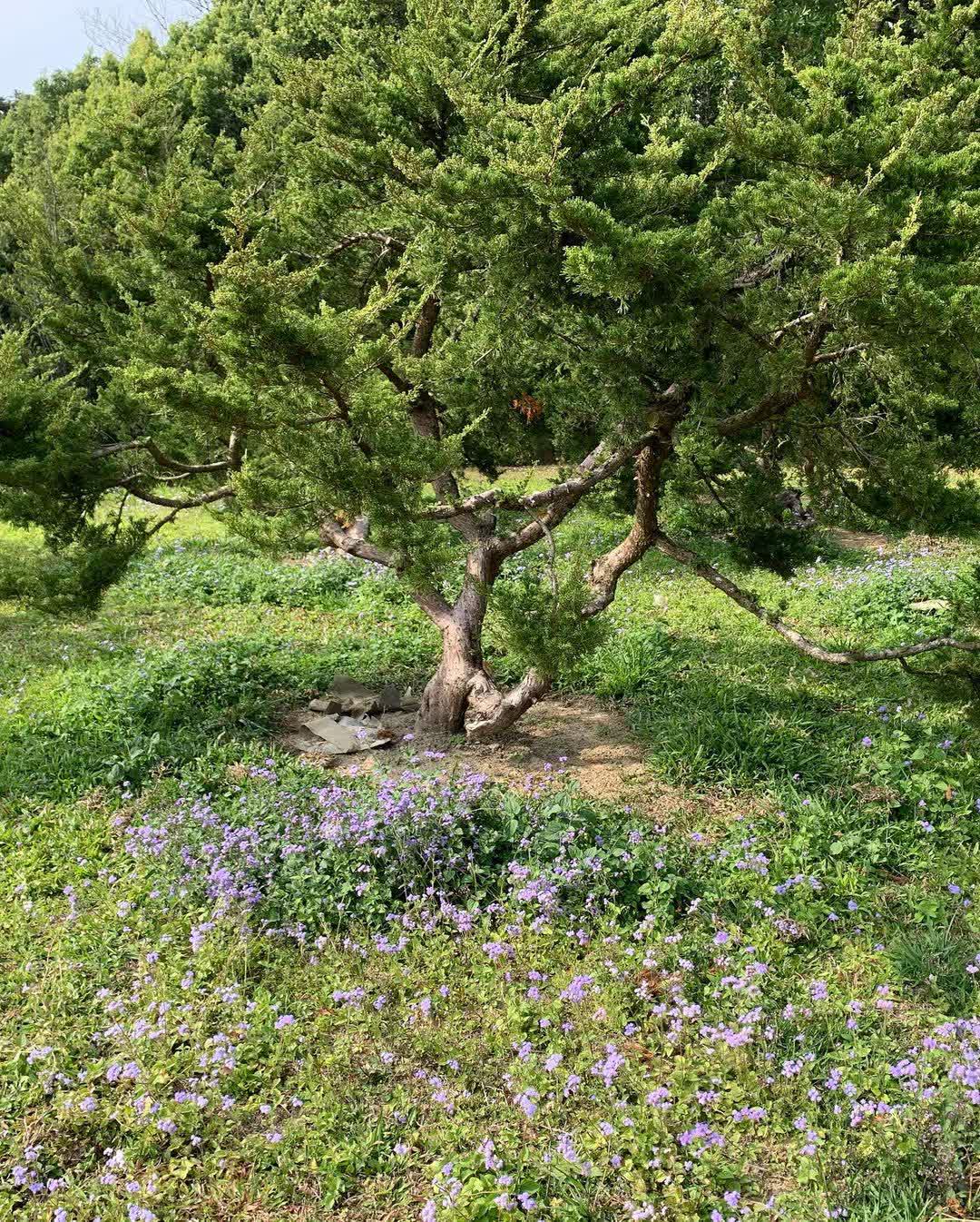 東勢林場遊樂區 | 去趣 chicTrip