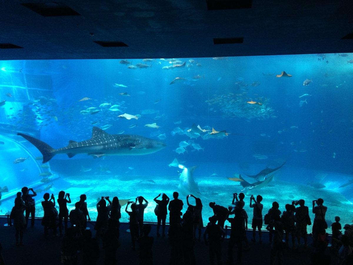 沖繩美麗海水族館 | 去趣 chicTrip
