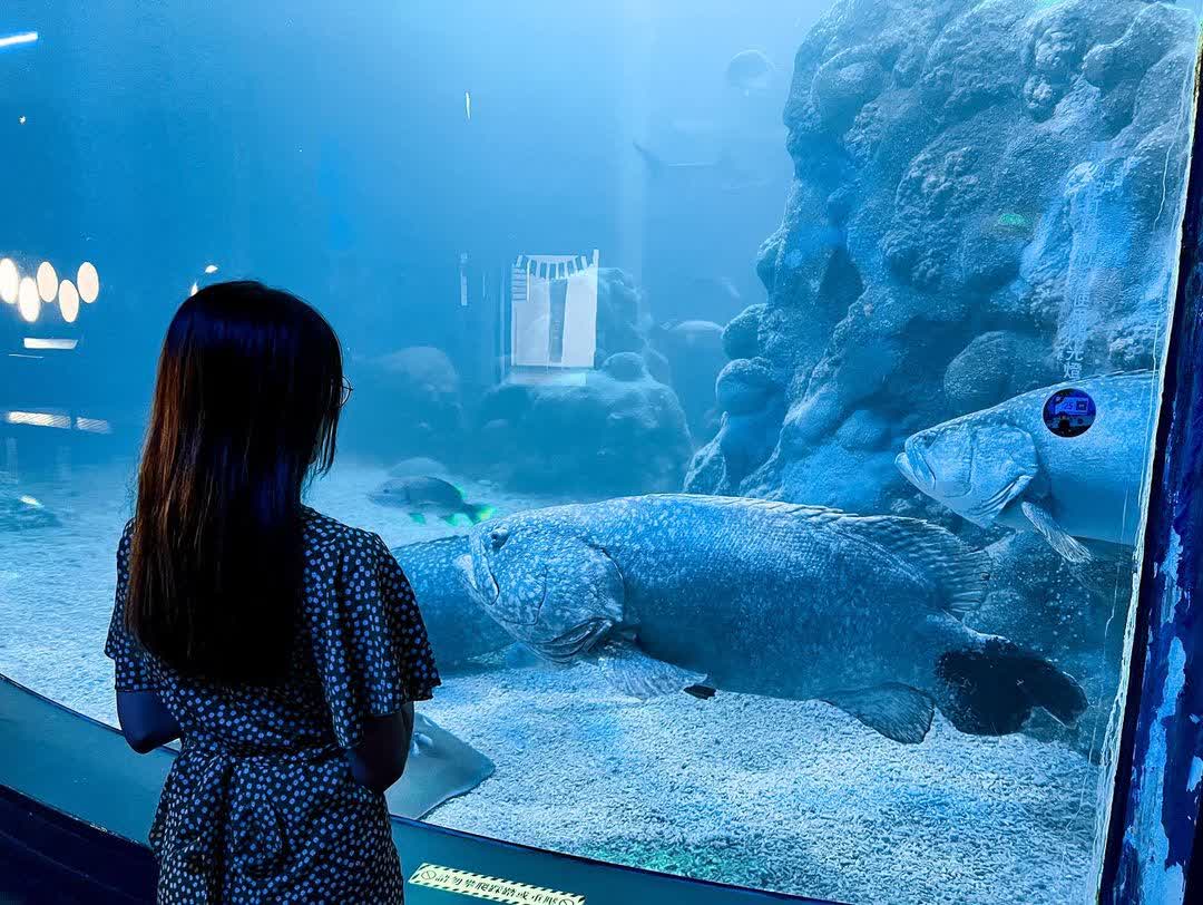 澎湖水族館 | 去趣 chicTrip