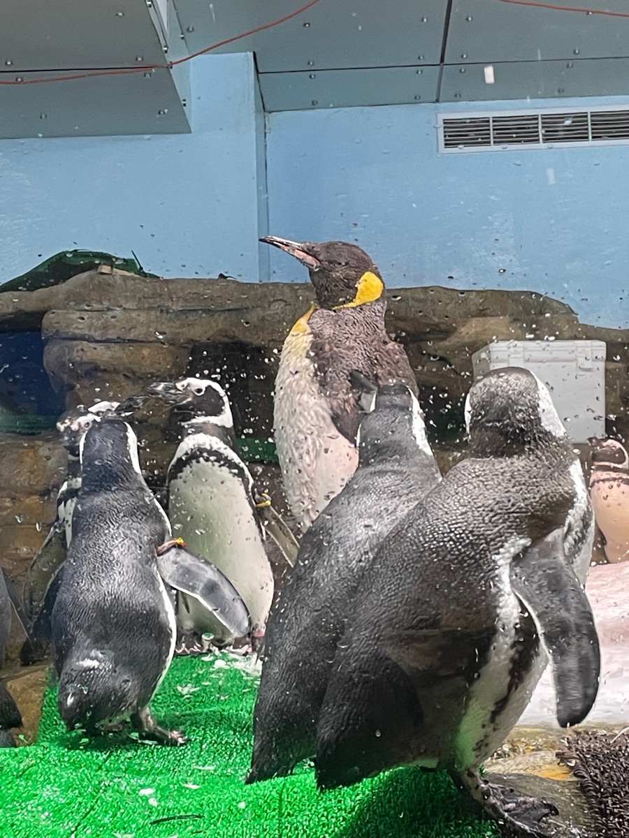 Xpark 水族館 | 去趣 chicTrip