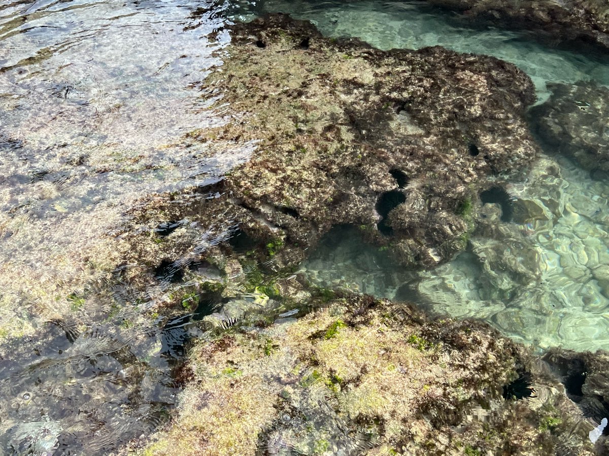 杉福生態廊道 | 去趣 chicTrip