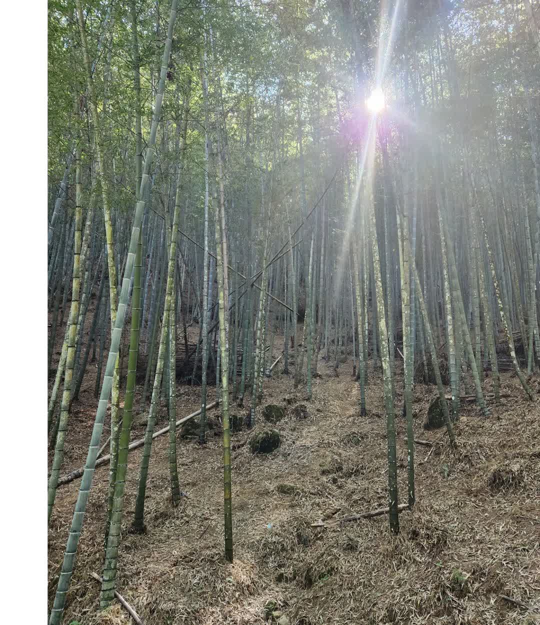 檜意森活村 | 去趣 chicTrip