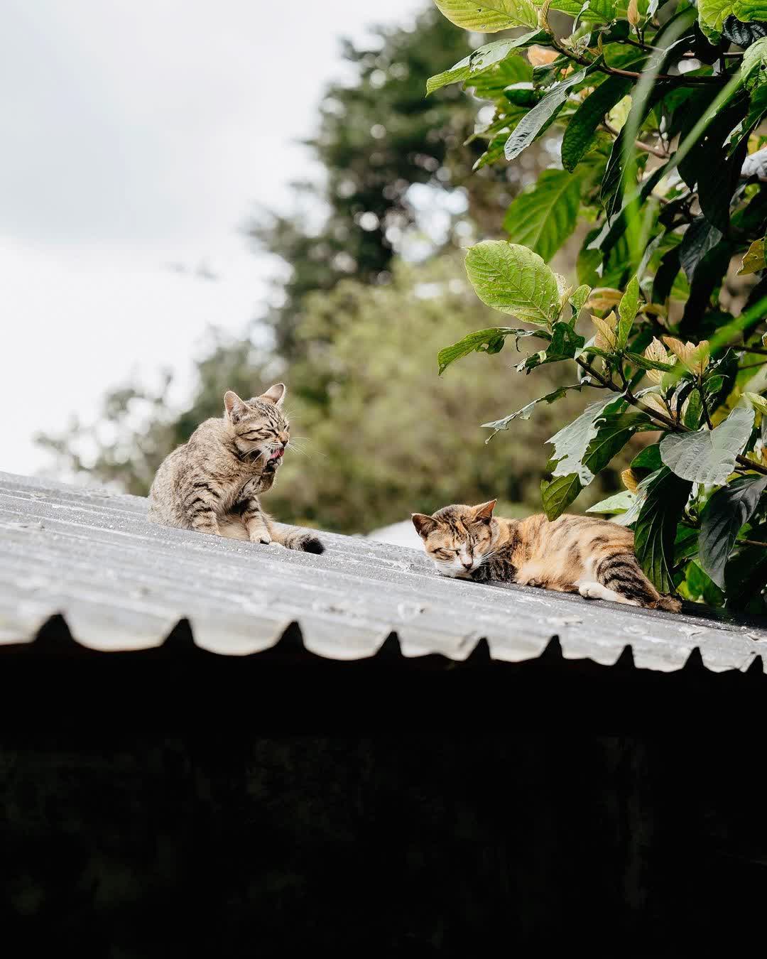 猴硐貓村 | 去趣 chicTrip