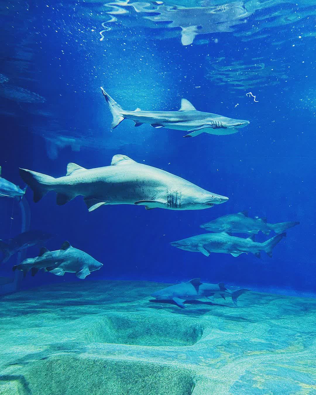 海洋世界茨城縣大洗水族館 | 去趣 chicTrip