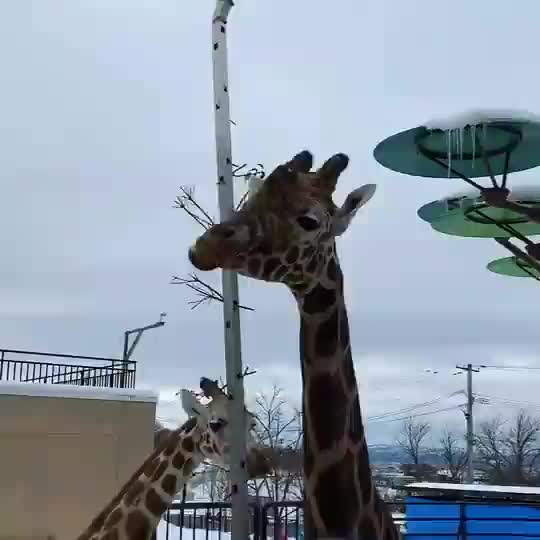 旭山動物園 | 去趣 chicTrip