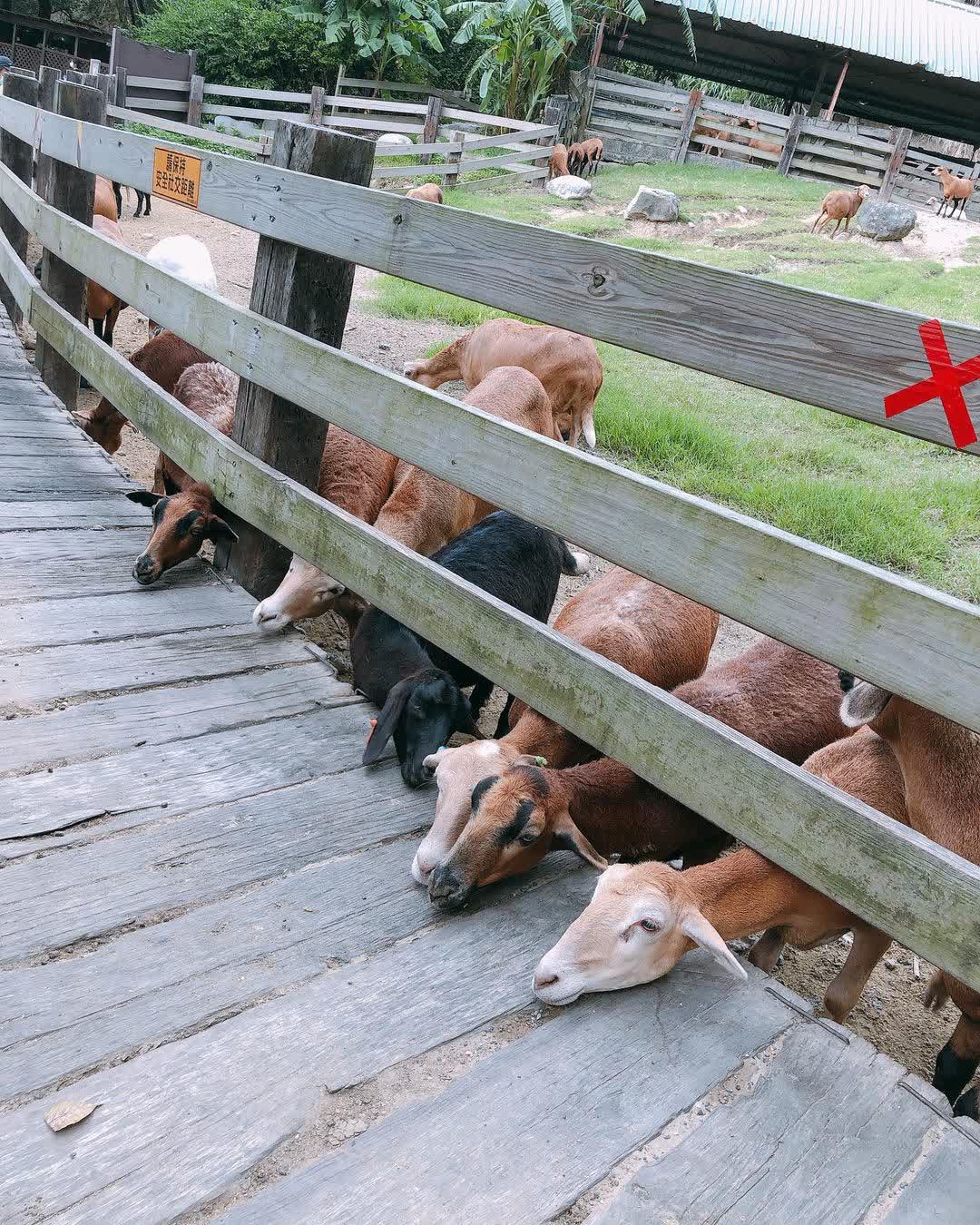 飛牛牧場 | 去趣 chicTrip