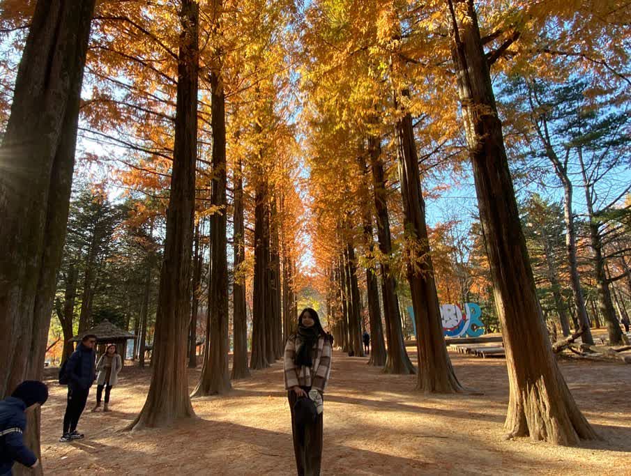南怡島남이섬 | 去趣 chicTrip