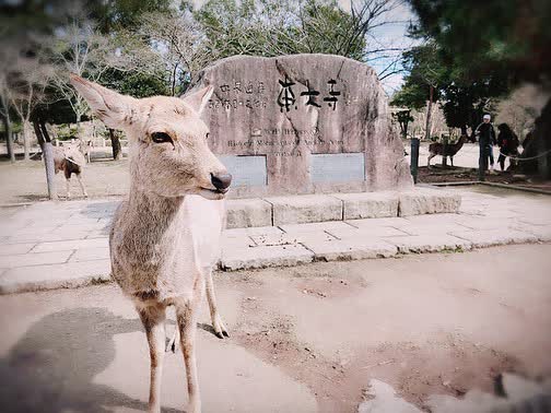 Tōdai-ji 東大寺 | 去趣 chicTrip