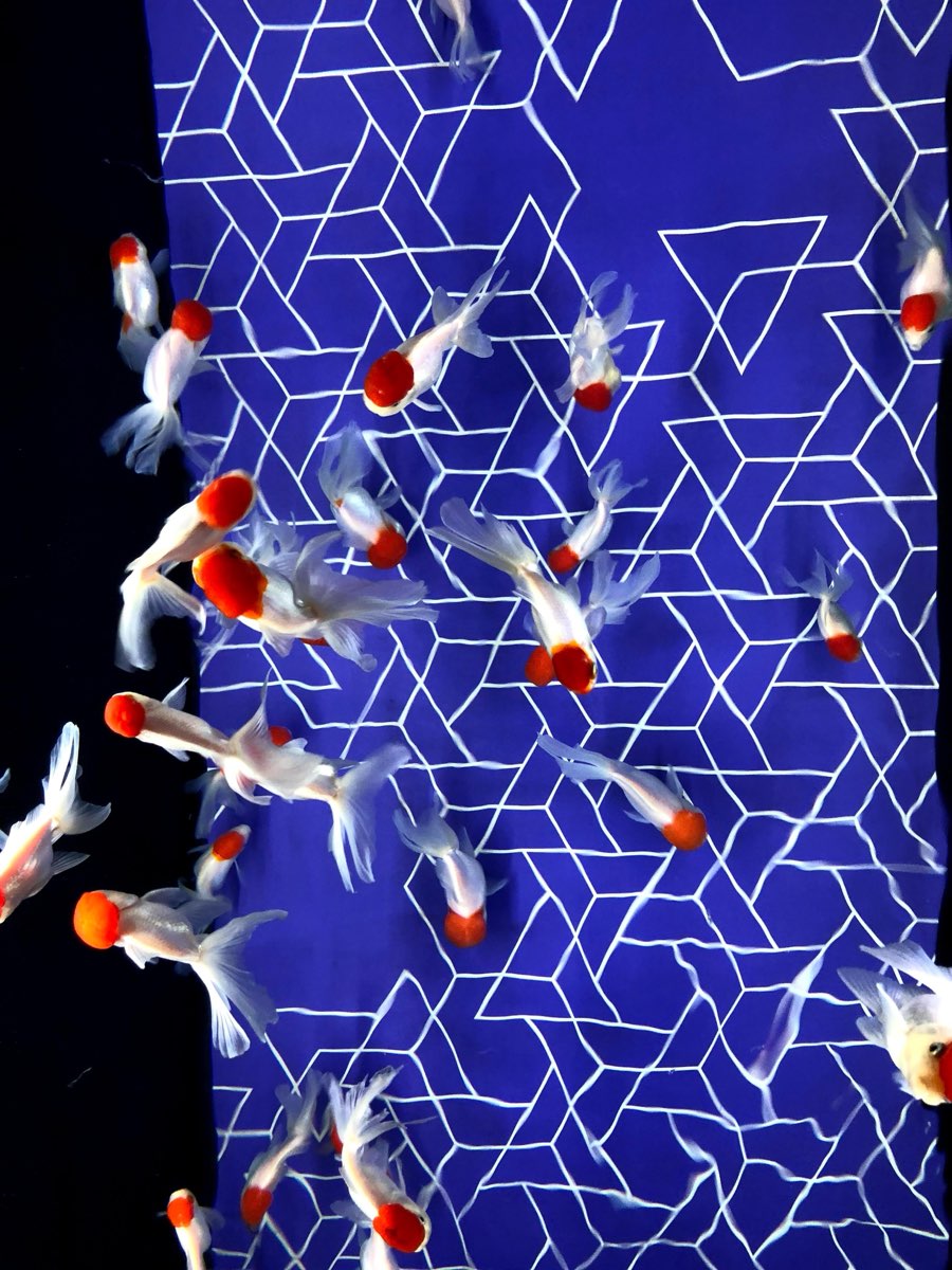 墨田水族館 | 去趣 chicTrip