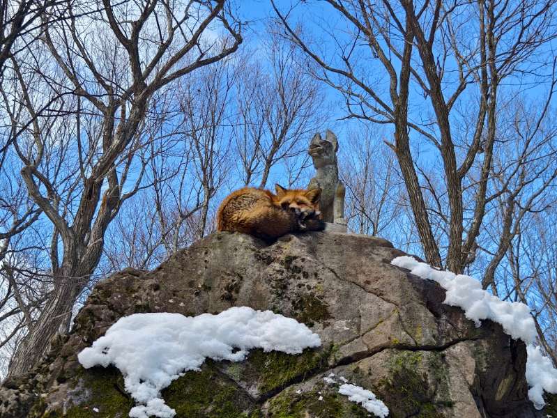 宮城藏王狐狸村 | 去趣 chicTrip