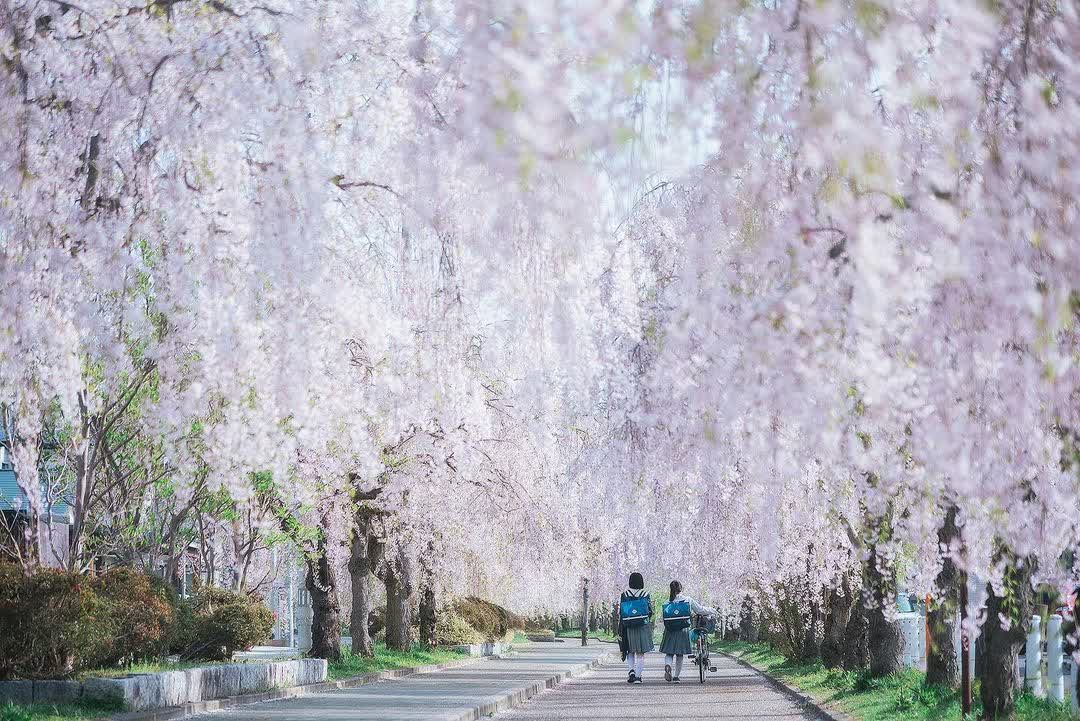 日中線紀念櫻花步道 | 去趣 chicTrip