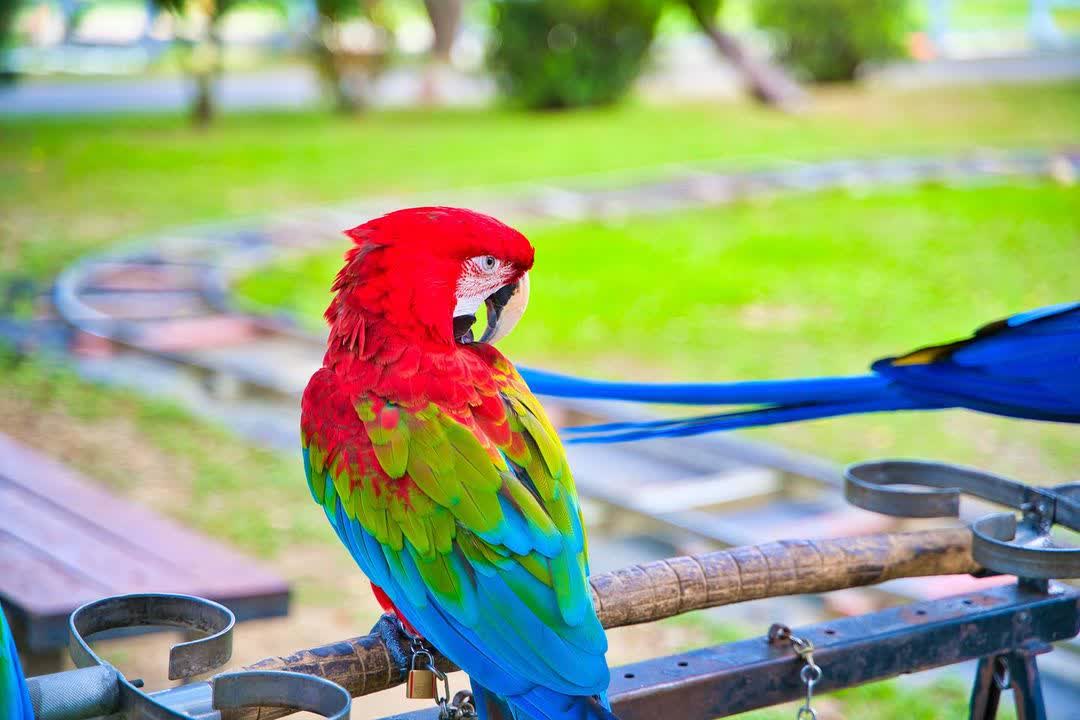 初鹿牧場 | 去趣 chicTrip