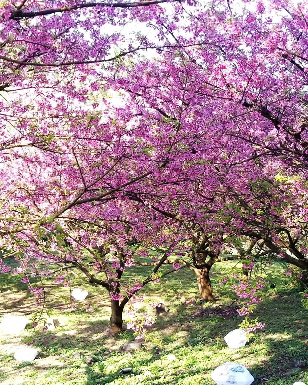 無極天元宮 | 去趣 chicTrip