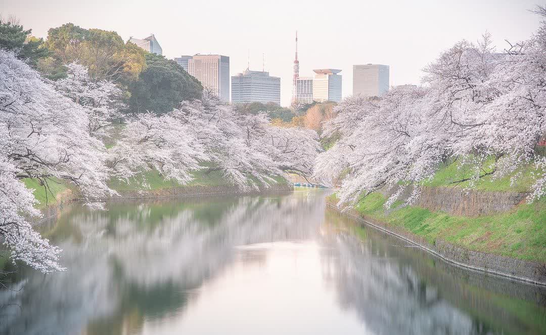 Chidorigafuchi Park | 去趣 chicTrip