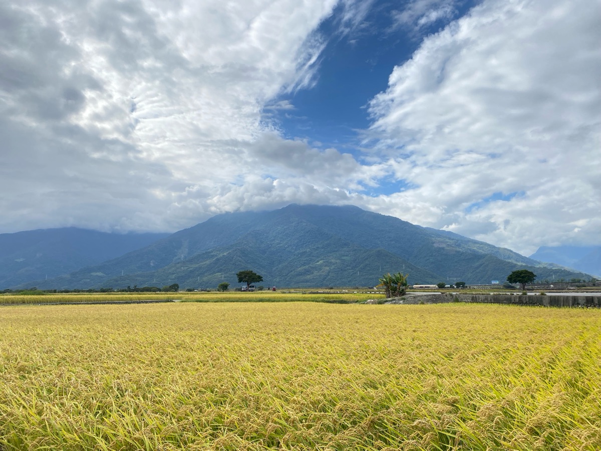 臺東池上錦新三號道路 伯朗大道 | 去趣 chicTrip