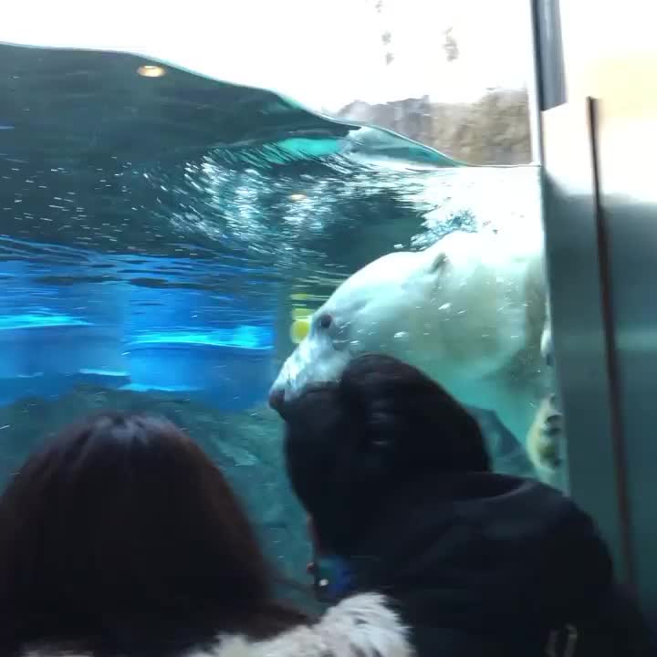 旭山動物園 | 去趣 chicTrip