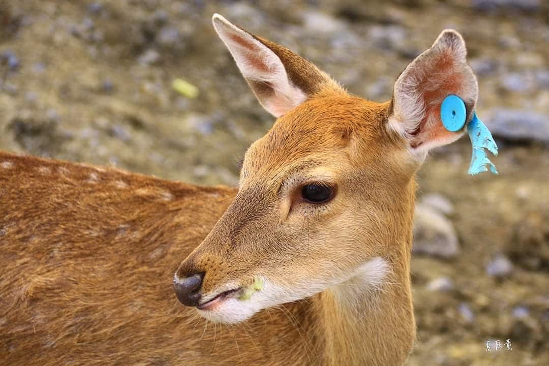 鹿境梅花鹿生態園區丨門票消費最高折抵140丨梅花鹿、水豚互動餵食丨室內親子DIY區丨親子遊戲區丨甜鹹輕食霜淇淋供應丨超可愛獨家紀念品丨奶茶、咖啡好喝 | 去趣 chicTrip