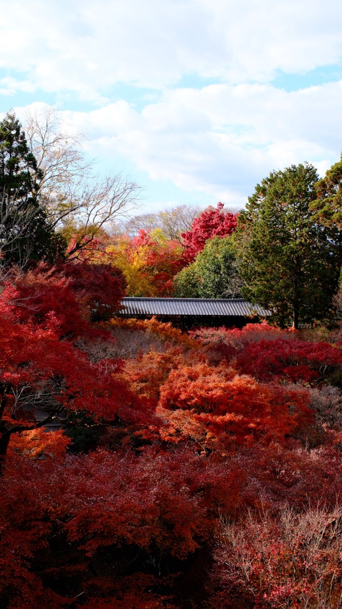 東福寺 | 去趣 chicTrip