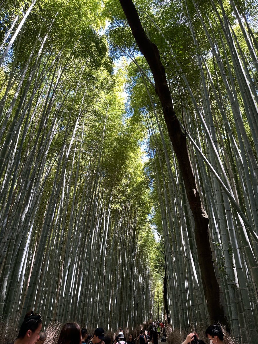 嵯峨野 竹林の小径 Arashiyama Bamboo Grove | 去趣 chicTrip