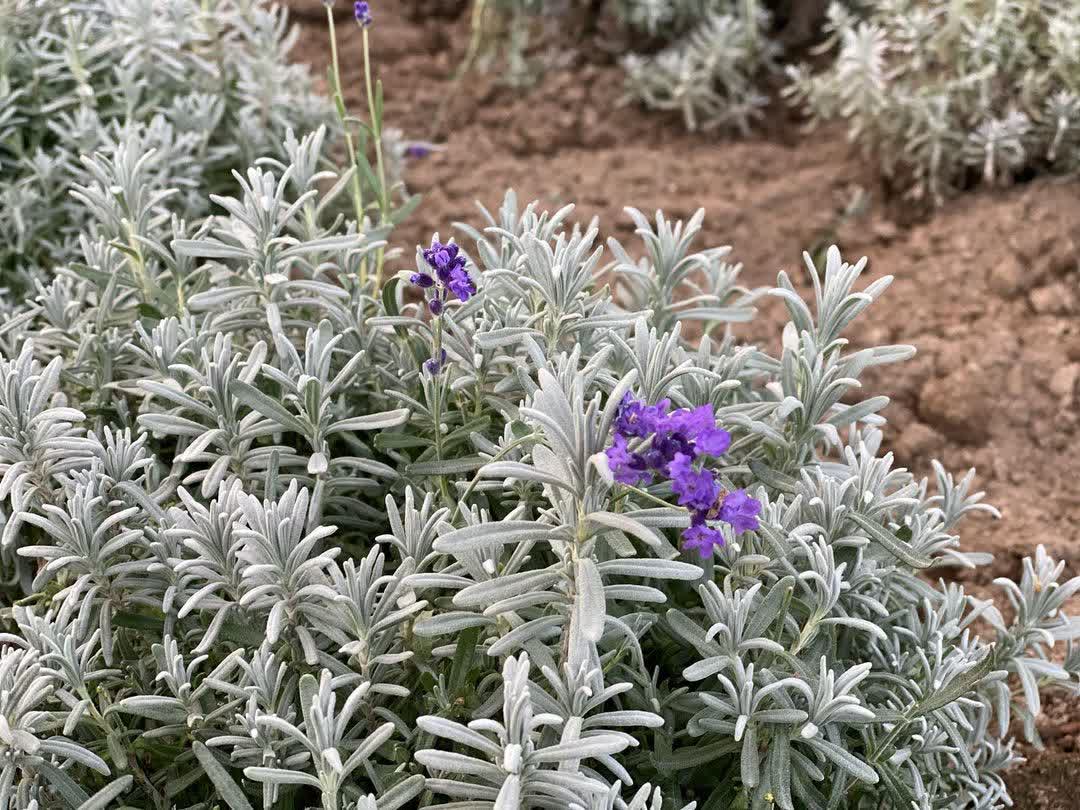 富田農場 | 去趣 chicTrip