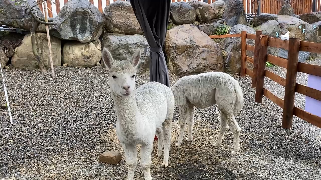 鹿芝谷生態景觀園區【試營運】 | 去趣 chicTrip