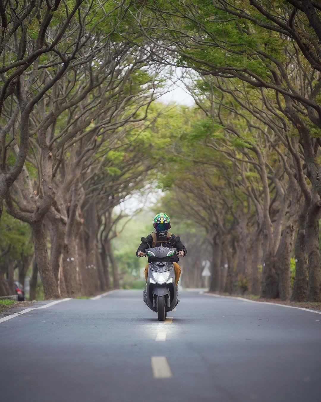 台灣欒樹綠色隧道