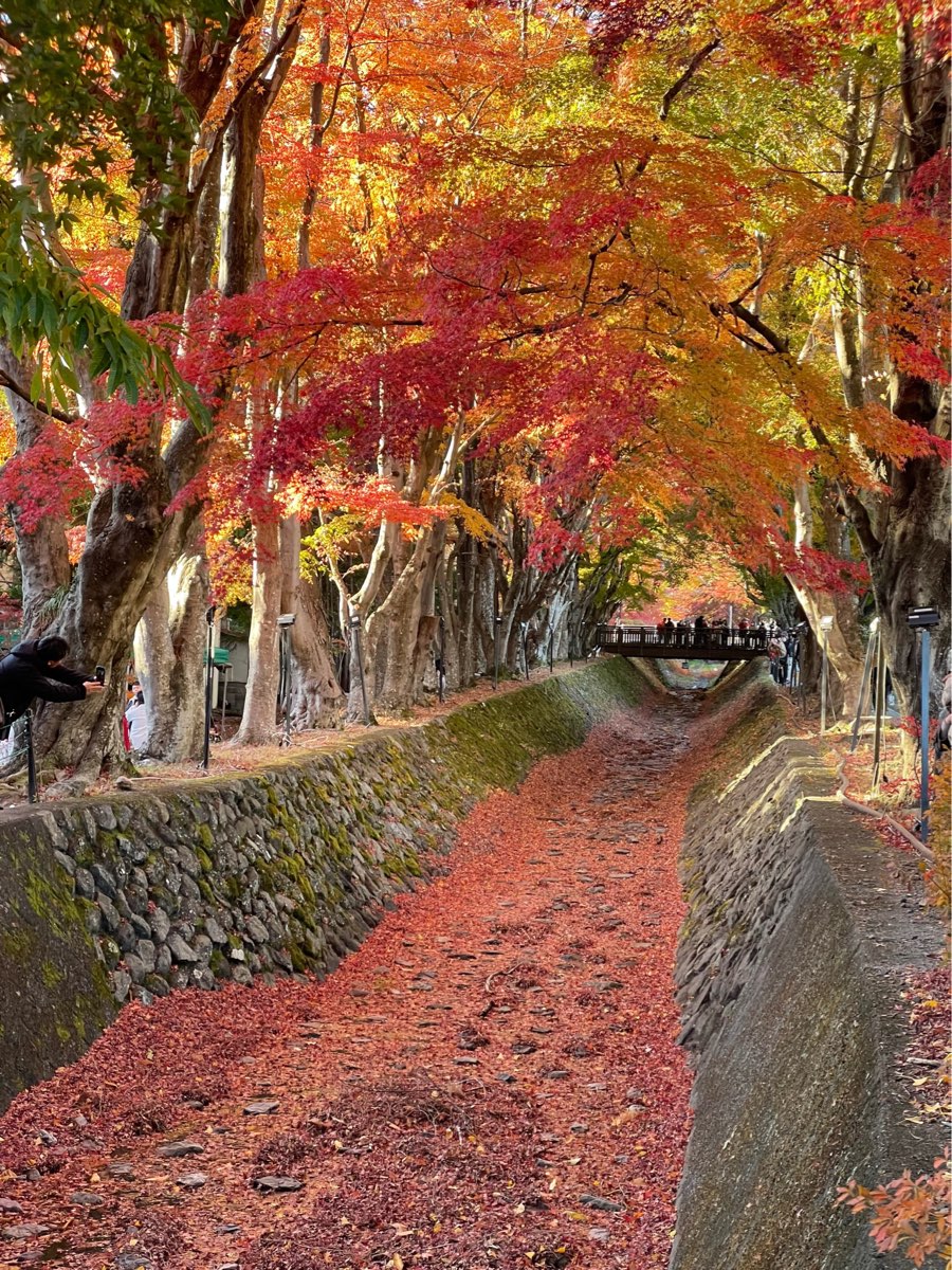 河口湖楓葉迴廊 | 去趣 chicTrip