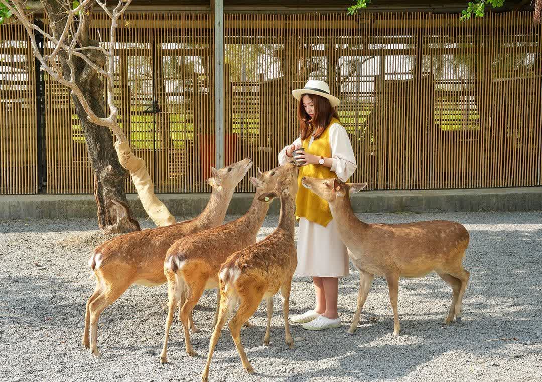 鹿境梅花鹿生態園區丨門票消費最高折抵140丨梅花鹿、水豚互動餵食丨室內親子DIY區丨親子遊戲區丨甜鹹輕食霜淇淋供應丨超可愛獨家紀念品丨奶茶、咖啡好喝 | 去趣 chicTrip
